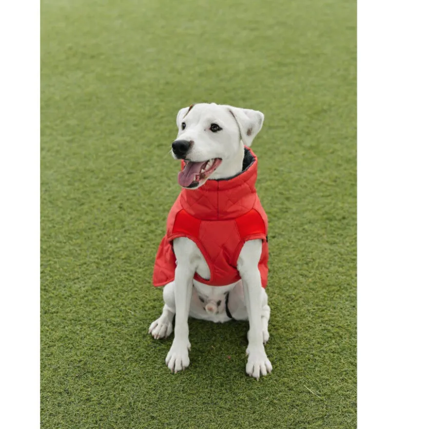 Casaco impermeável vermelho Freedog Oymyakon com arnês para cães