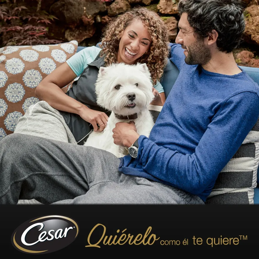 Cesar Mistura de Carnes Geleia em Saquinho para Cães - Multipack
