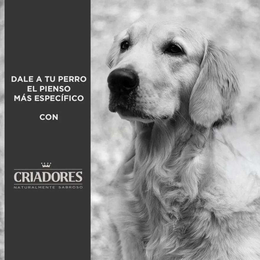 Criadores Senior Frango e Arroz ração para cães de raças médias e grandes