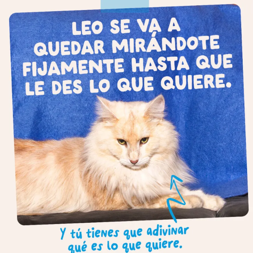 Edgard & Cooper Catch of the day em molho em saquetas para gatos