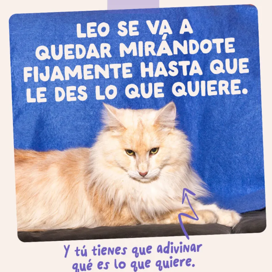 Edgard & Cooper Comida húmida de pato e peru em molho em saquetas para gatos