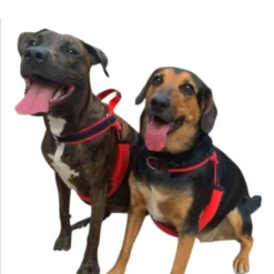 Freedom and Color Anti-pull Harness Preto para cães