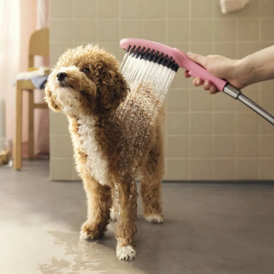 Hansgrohe Chuveiro Cor-de-rosa para cães