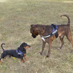 Julius K-9 IDC Peitoral Azul para cães