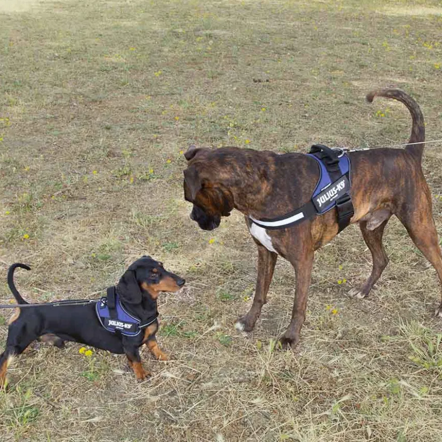 Julius K-9 IDC Peitoral Azul para cães