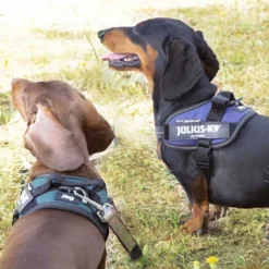 Julius K-9 IDC Peitoral Azul para cães