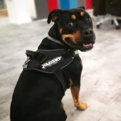 Julius-K9 IDC Peitoral Ergonómico Preto para cães