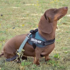 Julius K-9 IDC Peitoral Verde para cães