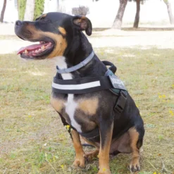 Julius K-9 IDC Peitoral Verde para cães