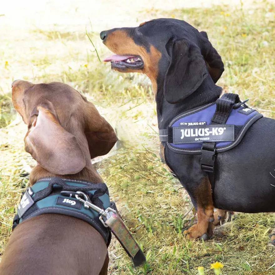 Julius K-9 IDC Peitoral Verde para cães