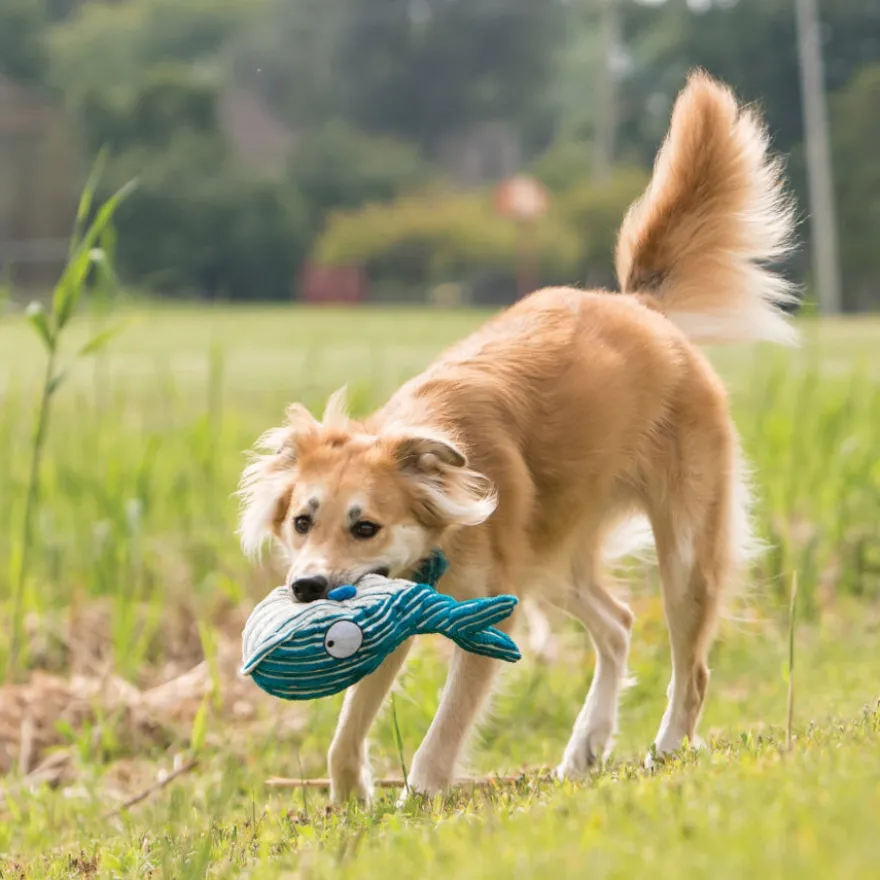 Kong CuteSeas Baleia de peluche para cães
