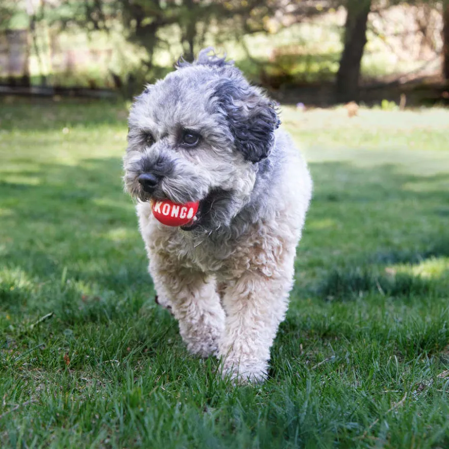 Kong Signature Ball 2-PK bolas para cães