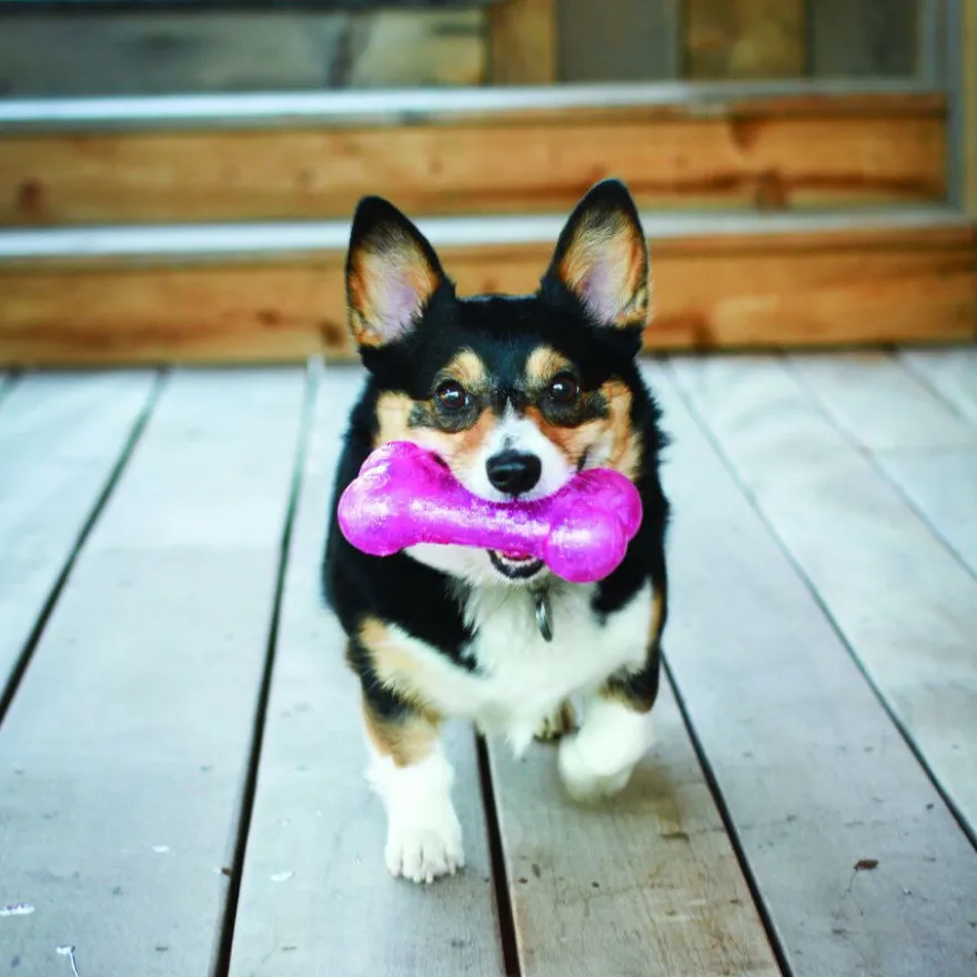 Kong Squeezz Crackle osso para cães