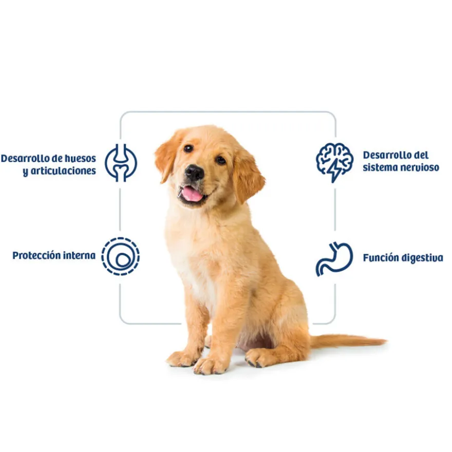 Nath Puppy Medium Maxi Frango ração para cães