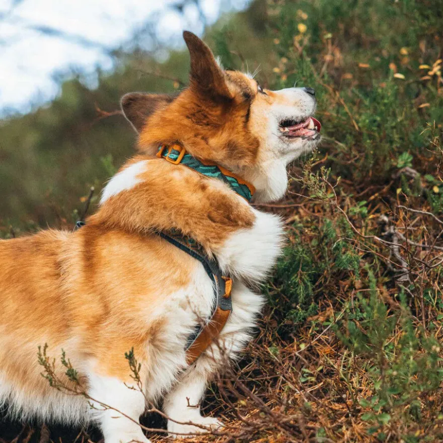 Non-stop Dogwear Coleira Turquesa e Carvalho para cães