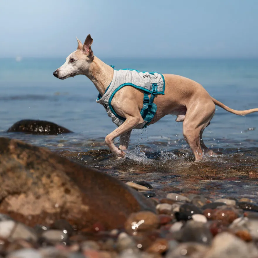 Non-stop Dogwear Colete Refrescante Cinzento e Turquesa para cães