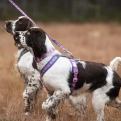 Non-stop Dogwear Peitoral Roxo e Rosa para cães