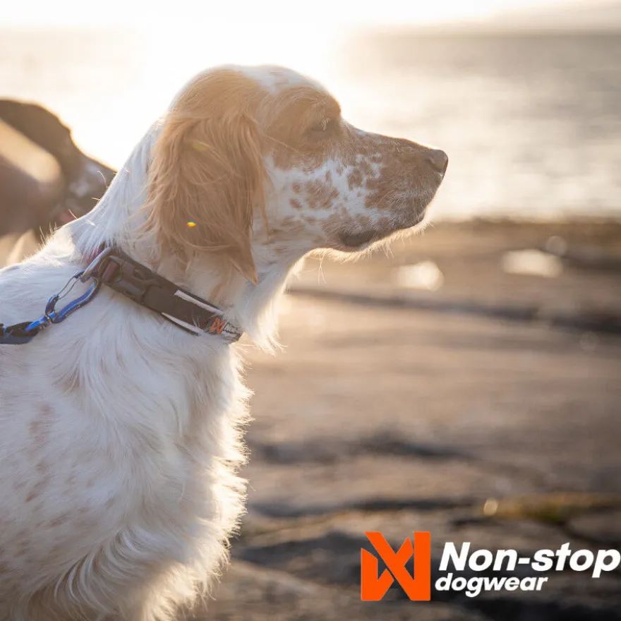 Non-stop dogwear Roam Coleira púrpura para cães