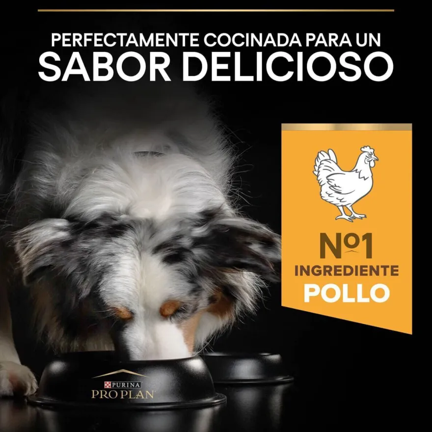 Pro Plan Medium Adult Frango ração para cães