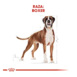 Royal Canin Adult Boxer ração para cães