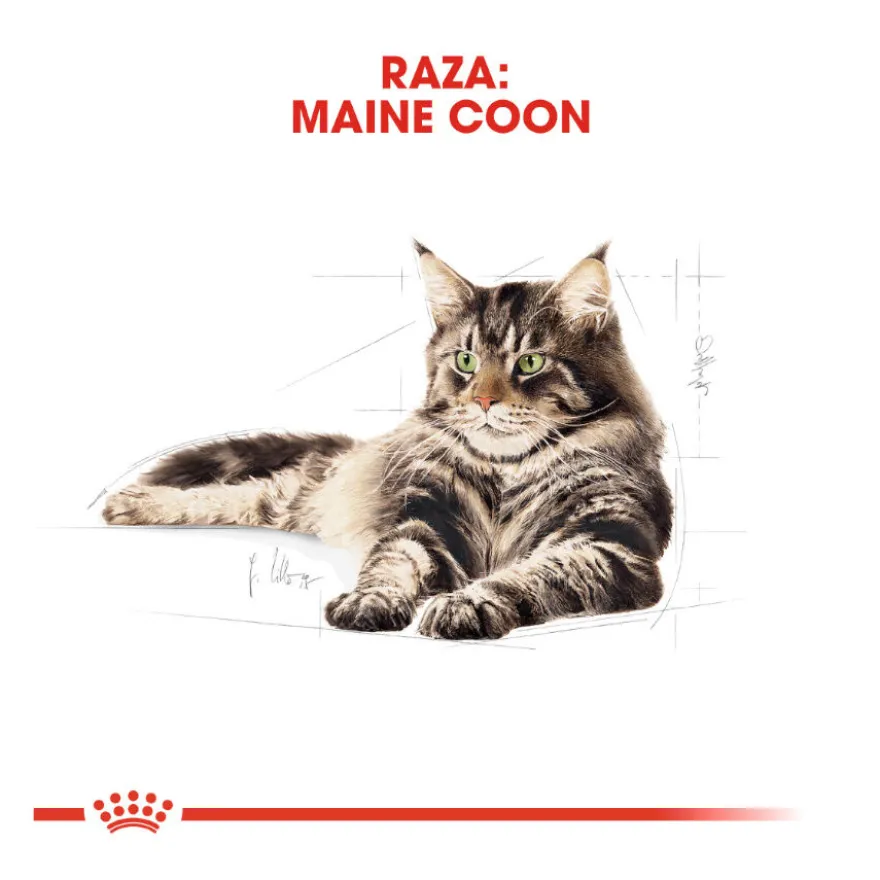 Royal Canin Adult Maine Coon ração para gatos