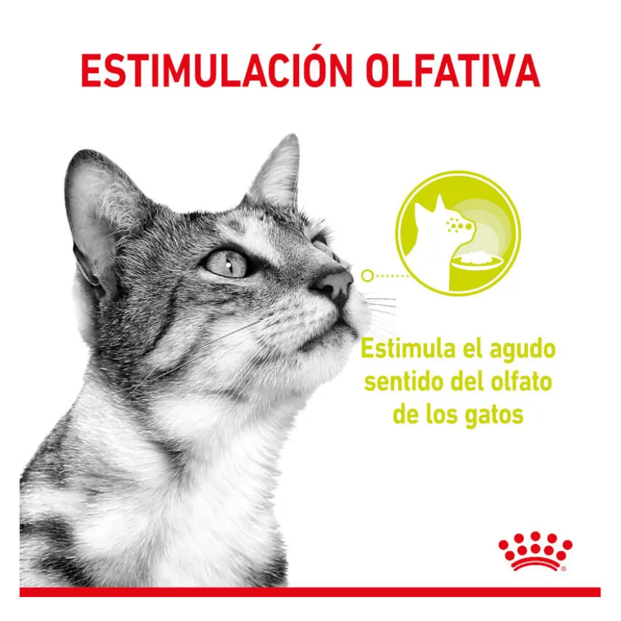 Royal Canin Adult Sensory Smell molho saqueta para gatos