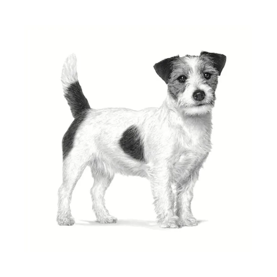 Royal Canin Anallergenic Small alimentação para cães