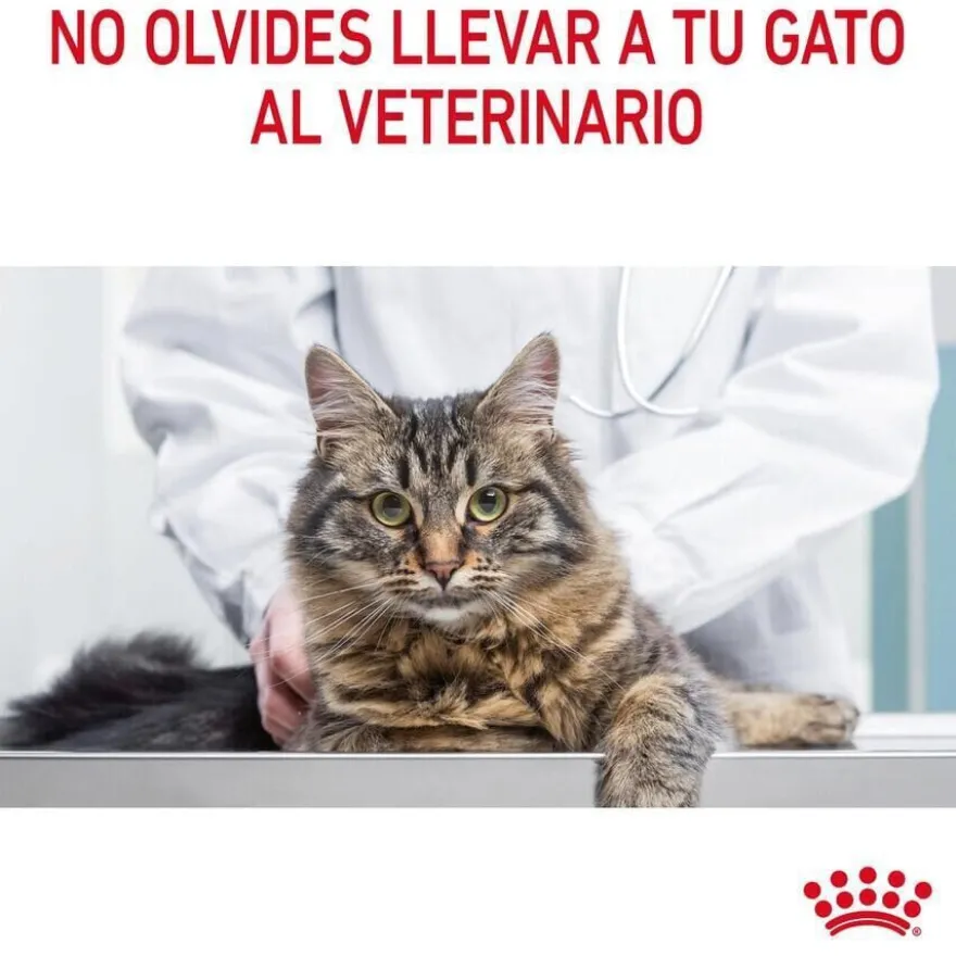 Royal Canin Appetite Control Care ração para gatos