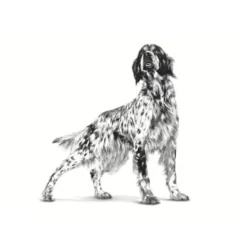 Royal Canin Cardiac Lata para cães