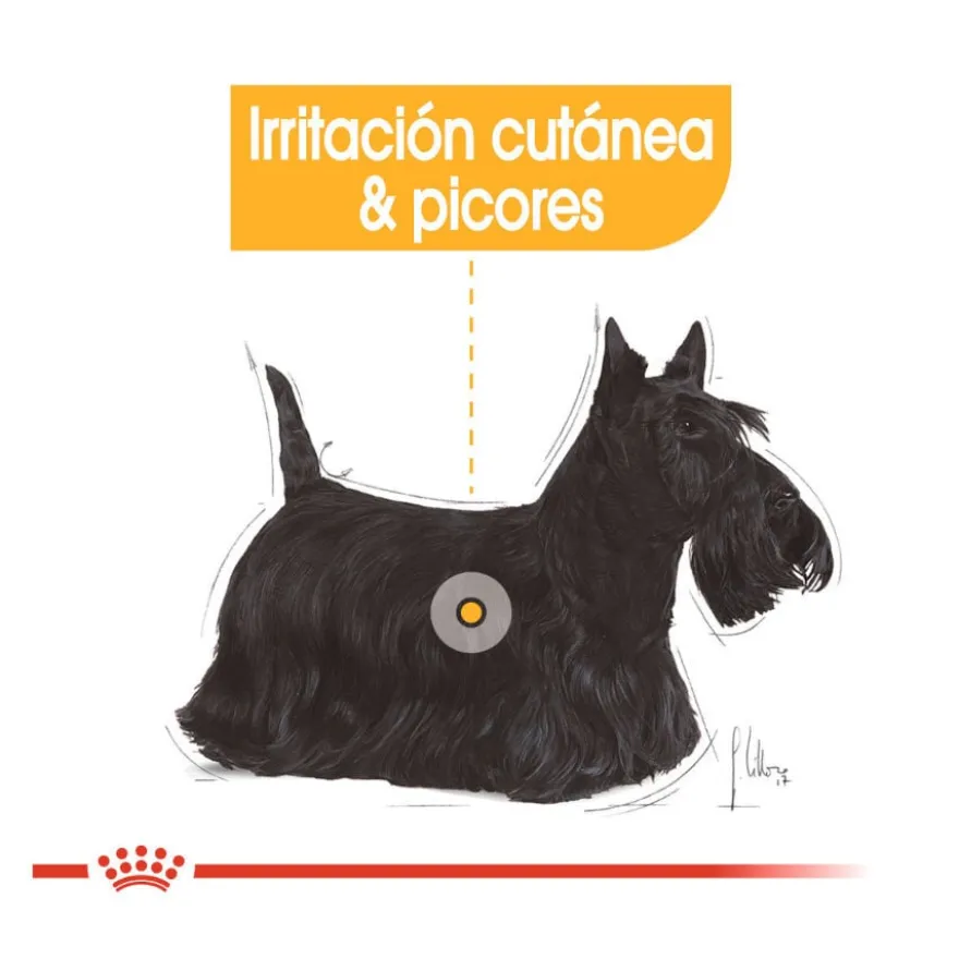 Royal Canin Dermacomfort Mini ração para cães