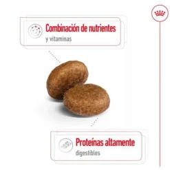 Royal Canin Maxi Adult 5+ Ração para cães seniores de raça grande