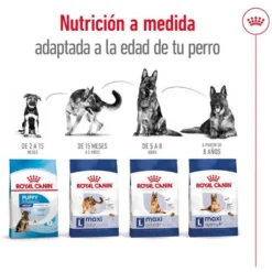 Royal Canin Maxi Adult 5+ Ração para cães seniores de raça grande