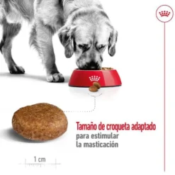 Royal Canin Maxi Adult 5+ Ração para cães seniores de raça grande