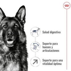 Royal Canin Maxi Adult 5+ Ração para cães seniores de raça grande