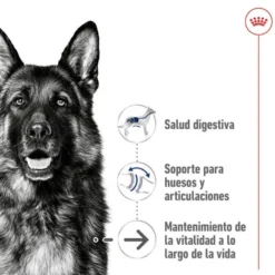 Royal Canin Maxi Ageing 8+ ração para cães sénior