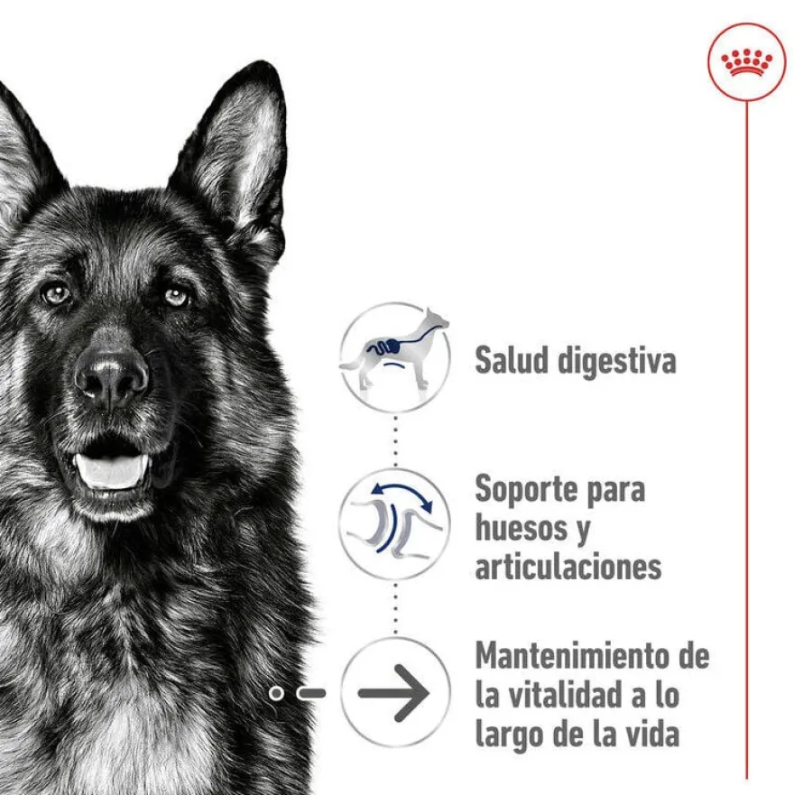 Royal Canin Maxi Ageing 8+ ração para cães sénior