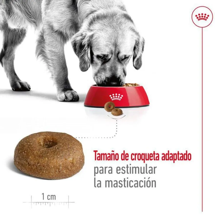 Royal Canin Maxi Ageing 8+ ração para cães sénior