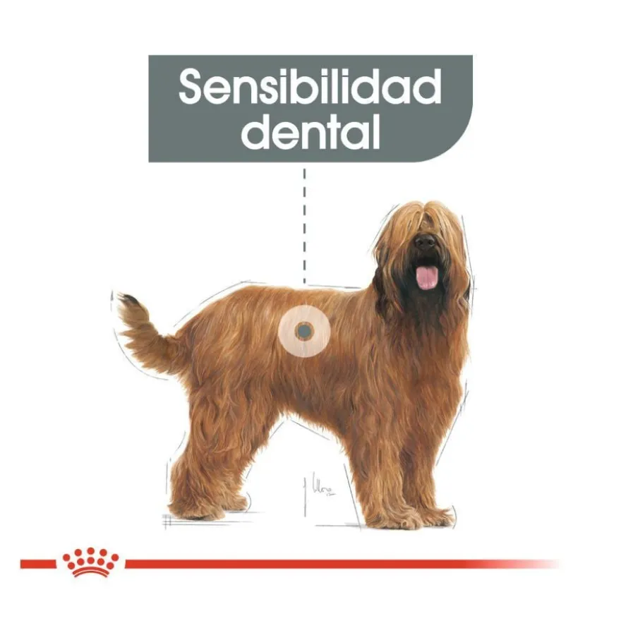 Royal Canin Maxi Dental Care ração para cães