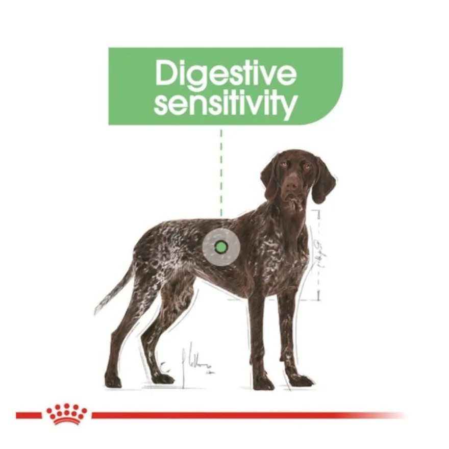 Royal Canin Maxi Digestive Care comida para cães