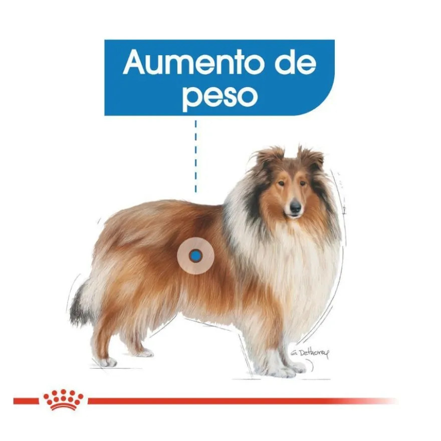 Royal Canin Maxi Light Weight Care ração para cães