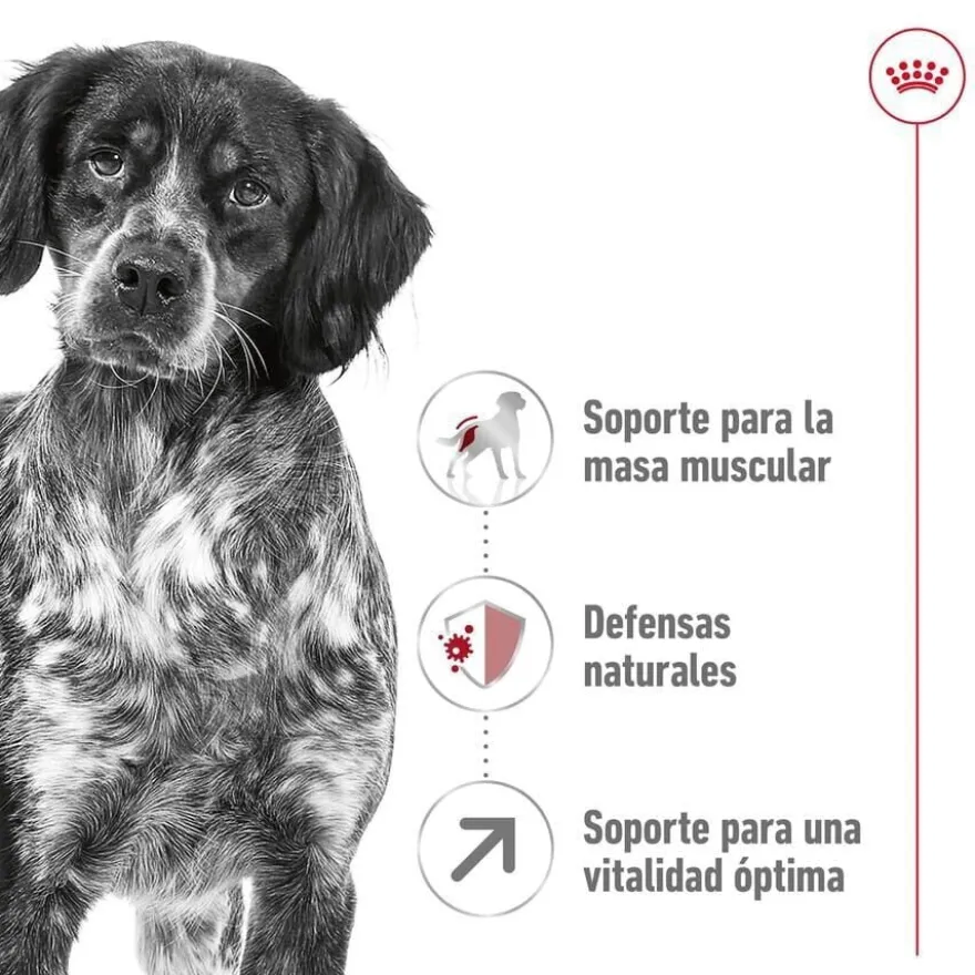 Royal Canin Medium 7+ Adult ração para cães seniores