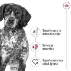 Royal Canin Medium Adult ração para cães