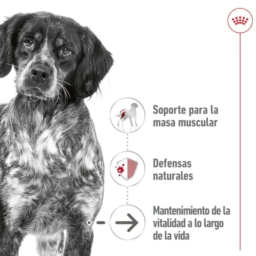 Royal Canin Medium 7+ Ageing lata para cães sénior