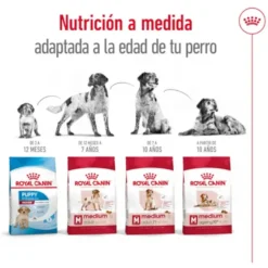 Royal Canin Medium 10+ Ageing ração para cães sénior