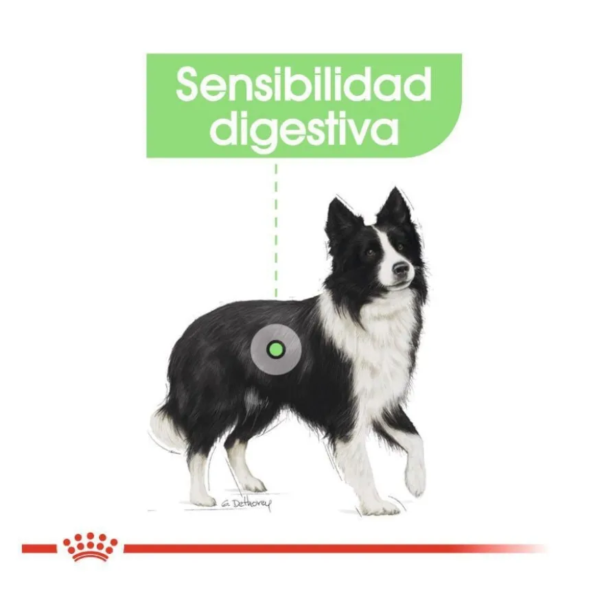 Royal Canin Medium Digestive Care ração para cães