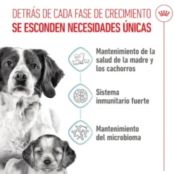 Royal Canin Medium Starter Mother&Baby ração para cães