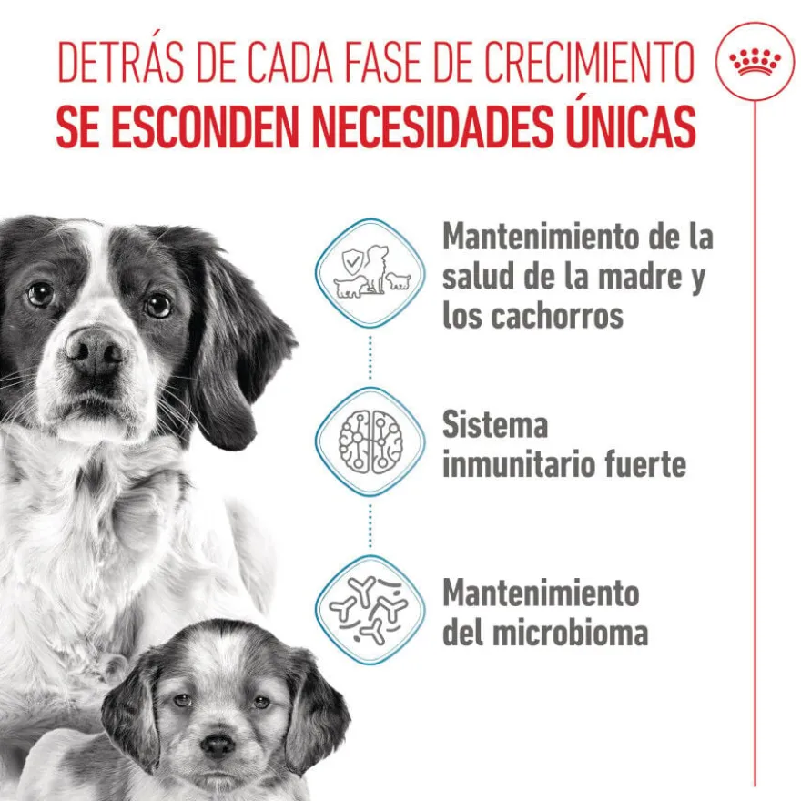 Royal Canin Medium Starter Mother&Baby ração para cães