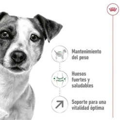 Royal Canin Mini 8+ Adult ração para cães