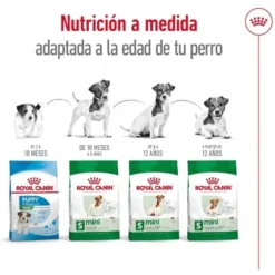 Royal Canin Mini 12+ Ageing ração para cães sénior