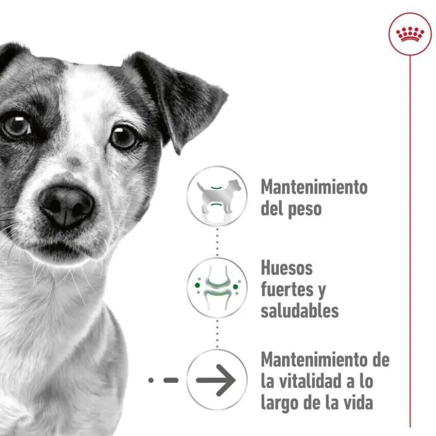Royal Canin Mini 12+ Ageing ração para cães sénior